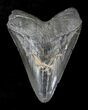 Bargain, Serrated Megalodon Tooth - Venice, FL #20783-1
